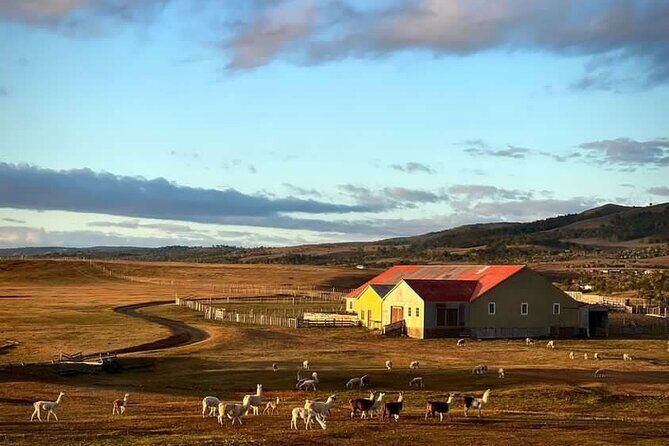 Estancia ,de la comuna de Laguna Blanca - Discover the Authentic Charm of Chile’s Ranching Tradition on Riesco Island