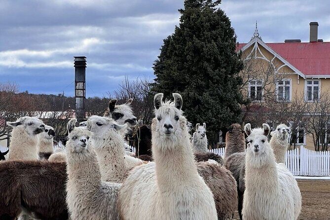 Estancia ,de la comuna de Laguna Blanca - An In-Depth Look at the Estancia Tour in Laguna Blanca
