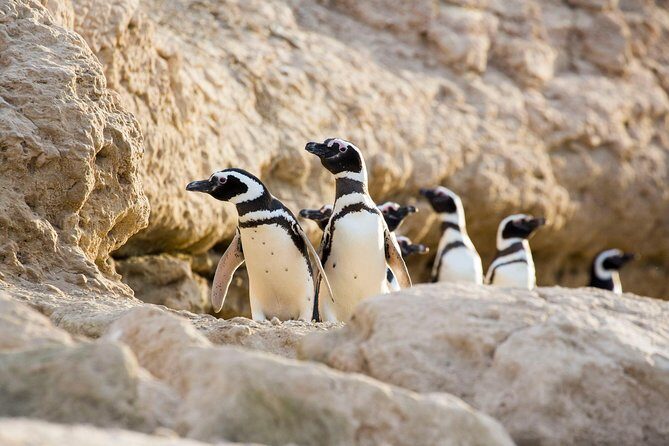 Estancia San Lorenzo: Home of the Largest Penguin Colony - The Sum Up