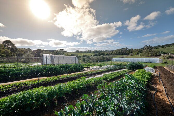 Estate to Plate: Montalto Vineyard Gourmet Lunch and Wine-Tasting Tour - A Gourmet 3-Course Lunch Paired with Local Flavors