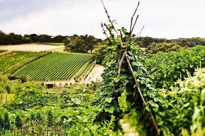 Estate to Plate: Montalto Vineyard Gourmet Lunch and Wine-Tasting Tour - Who Will Love This Tour?