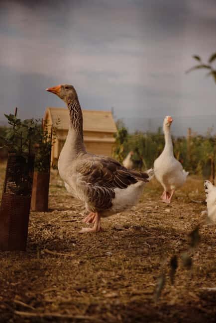 Estate tour and tasting - Exploring the Estate: What to Expect