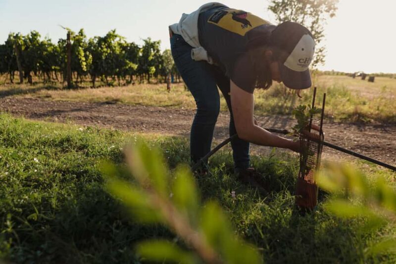 Estate tour and tasting - Practical Details and Tips