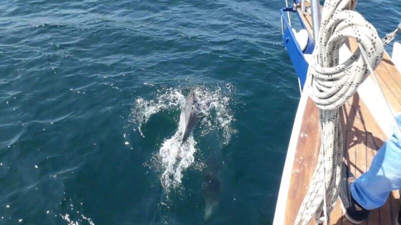 Estepona: Dolphin Watching Sailboat Cruise with Drink - Final Thoughts