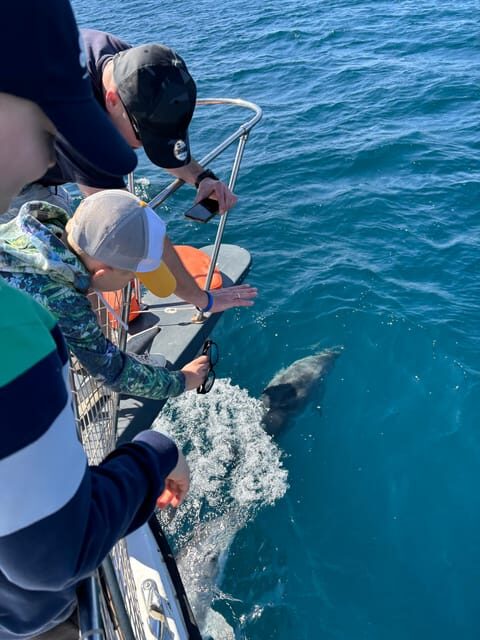 Estepona: Dolphins Searching Sea Cruise with Drink & Snacks - A Closer Look at the Estepona Dolphin Search Sea Cruise