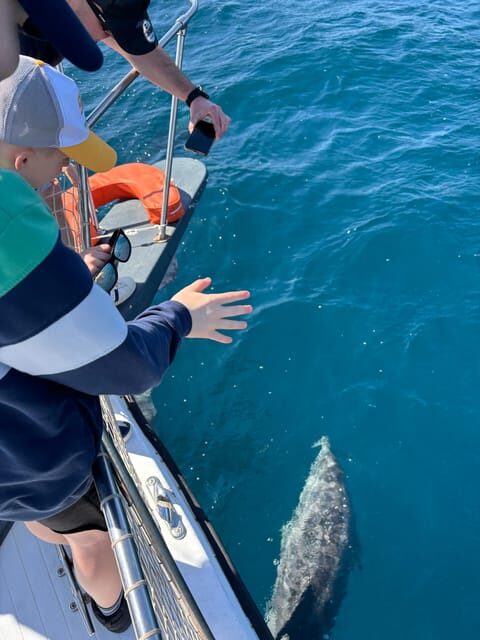 Estepona: Dolphins Searching Sea Cruise with Drink & Snacks - Frequently Asked Questions