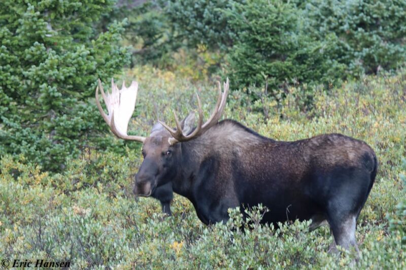 Estes Park: Rocky Mountain National Park Safari Tour - Final Thoughts: Who This Tour Is Best For