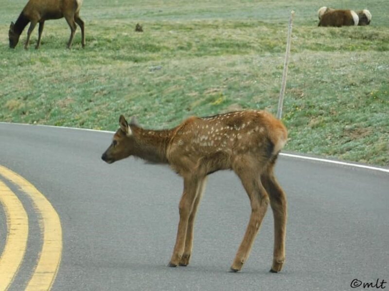 Estes Park: Rocky Mountain National Park Safari Tour - FAQ