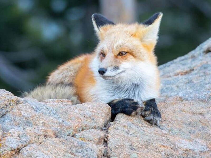 Estes Park: Rocky Mountain Top of the World Adventure Tour - The Sum Up