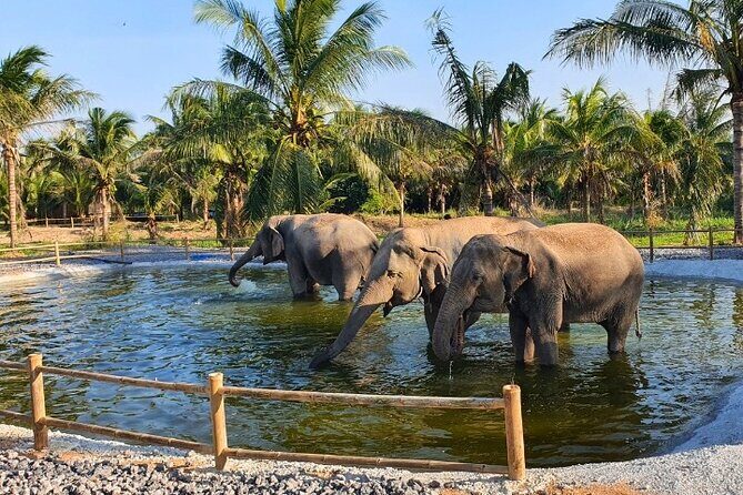 Ethical Elephant Sanctuary Tour from Bangkok & Pattaya - FAQ
