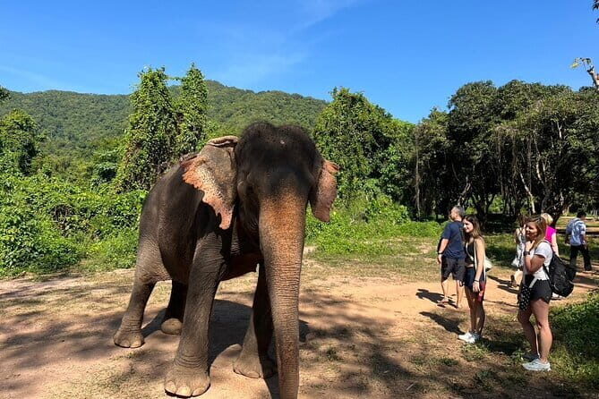 Ethical Elephant Watching Tour From Bangkok & Pattaya - Ethically Connecting with Elephants: A Balanced Review of the Bangkok & Pattaya Tour