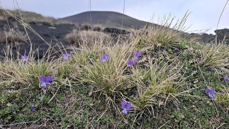 Etna: 2002 Eruption Craters Guided Hiking Tour - Final Thoughts