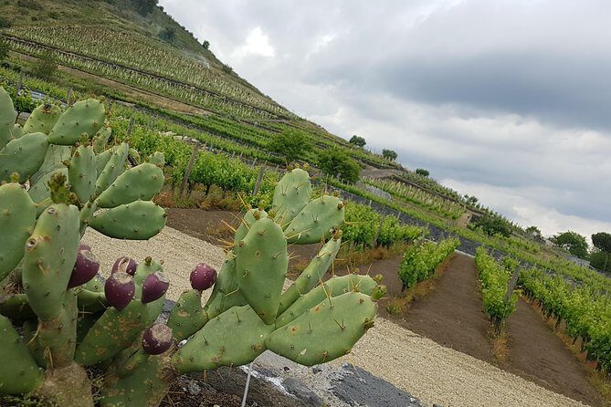 Etna Classic & Winery (day trip) - FAQs