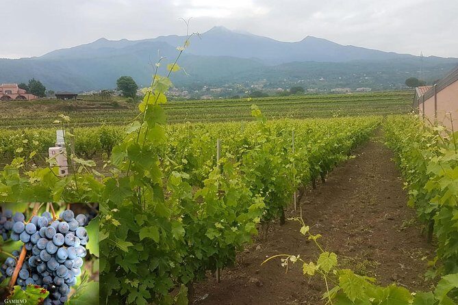 Etna trekking and wine tasting - What Makes This Tour Stand Out?