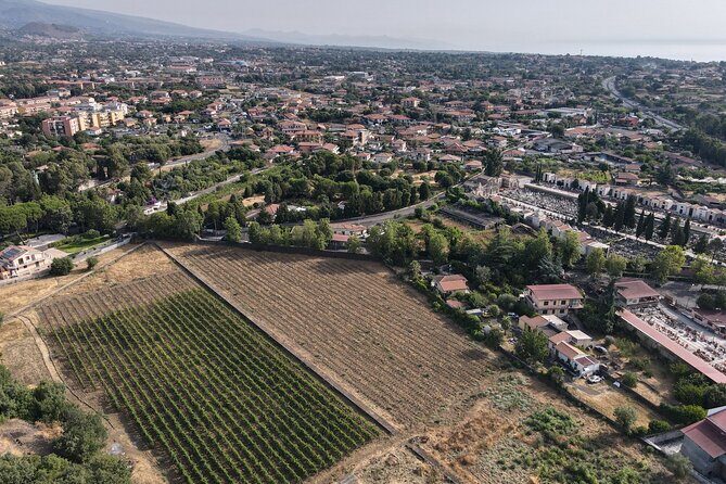 Etna Urban Winery - Tasting with Street Food Platter and vineyard - Authenticity and Value