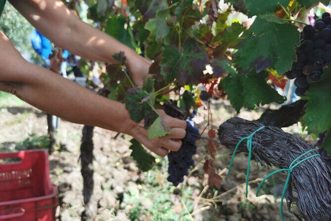 Etna Wine And Taormina From Messina - An In-Depth Look at the Tour Experience