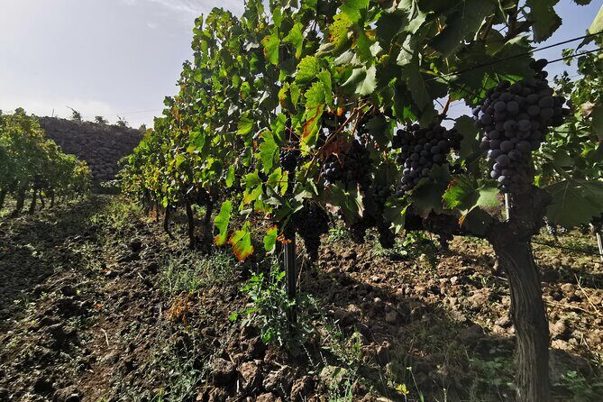 Etna Wine And Taormina From Messina - Who Is This Tour Best For?