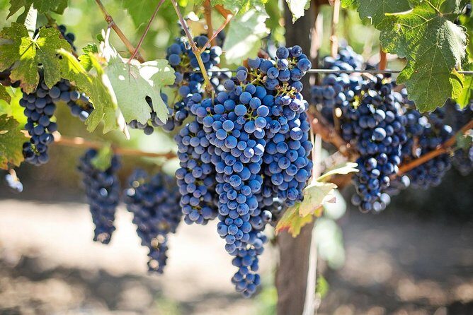 Etna Wineries Tour - Final Thoughts: Is It Worth It?