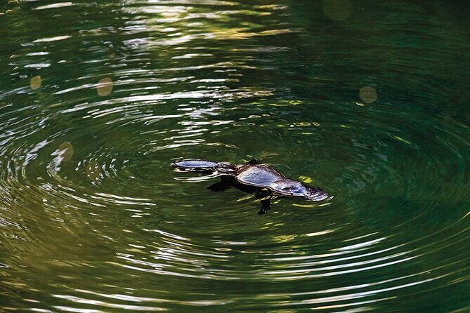 Eungella Platypus Tour - Eungella Platypus Tour: A Natural Adventure in Australia’s Heartland