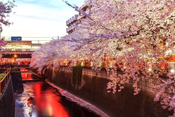 Evening Hanami (Cherry Blossom) Experience with a Local - Key Points