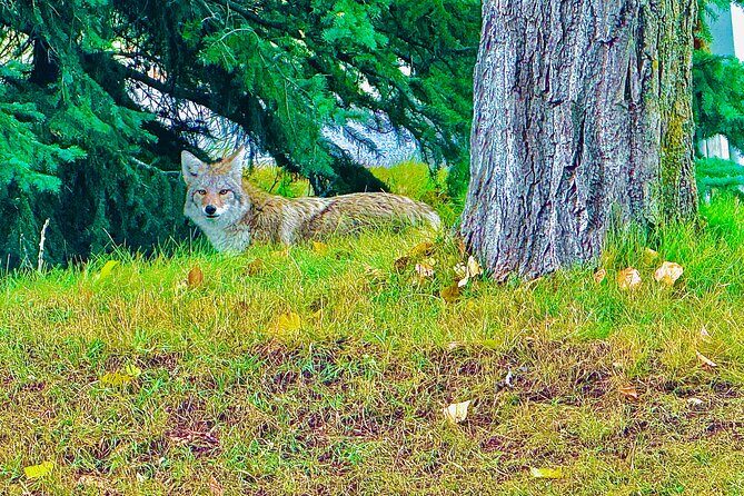 Evening Private Tour Best of Banff Wildlife - Frequently Asked Questions