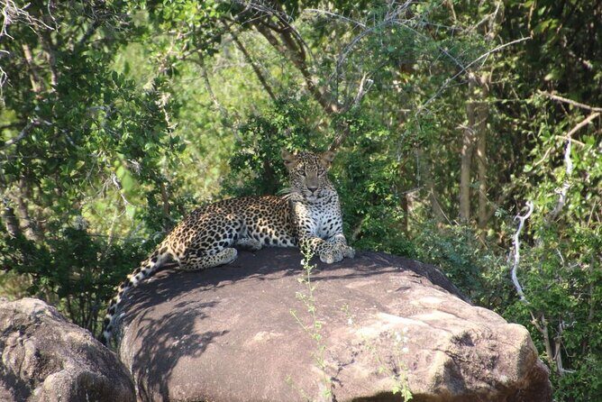 Evening Safari - Yala National Park with Janaka safari - 02.00 pm to 06.30 pm - Key Points