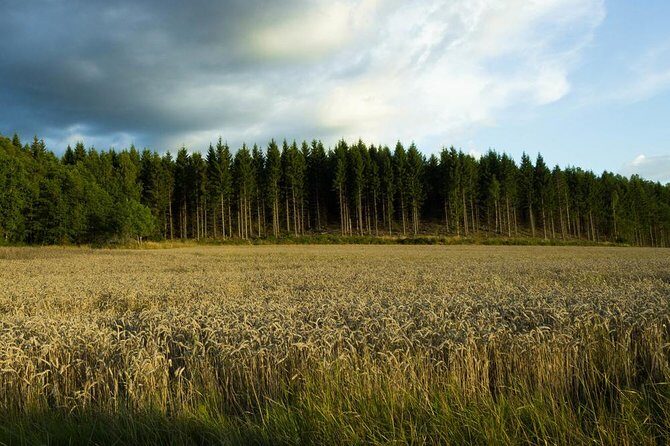 Evening Wildlife Safari from Stockholm - In-Depth Look at the Wildlife Safari Experience