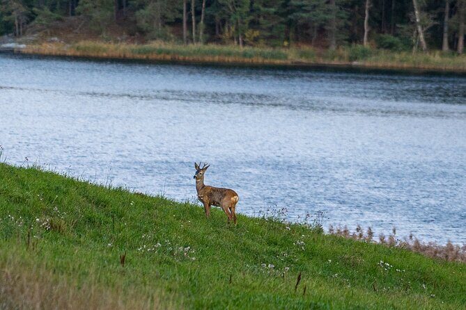 Evening Wildlife Safari with Campfire Dinner from Stockholm - Key Points