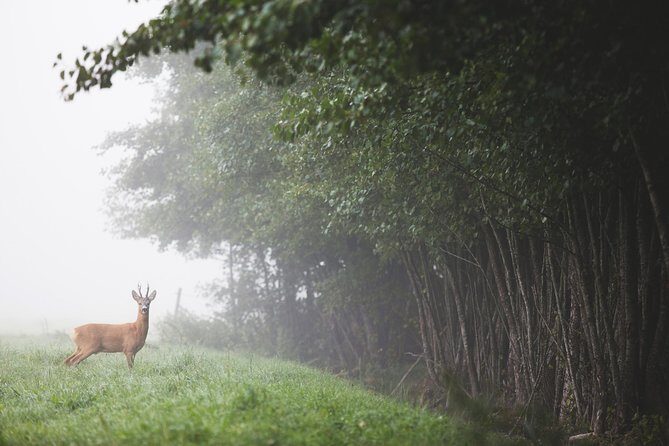 Evening Wildlife Safari with Campfire Dinner from Stockholm - FAQ