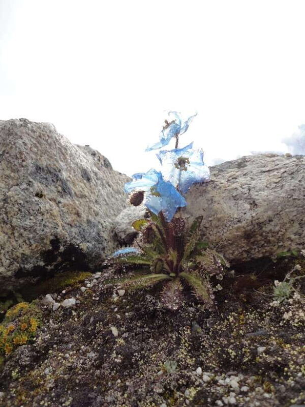 Everest Base Camp Trek from Kathmandu - Scenic 12 Days Trek - A Practical Guide to the Everest Base Camp Trek