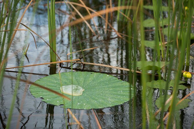 Everglades Admission Ticket with Airboat Ride and Wildlife Show - FAQ
