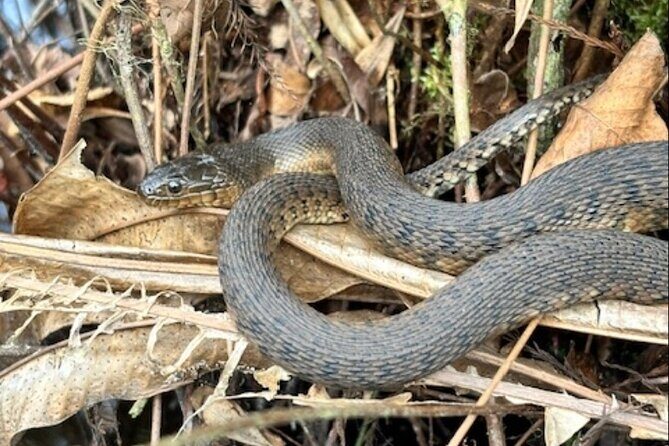 Everglades Airboat Ride and Nature Walk Private Tour - FAQs