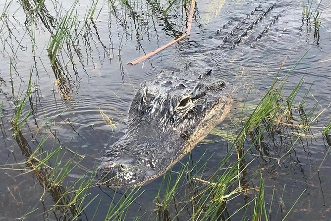 Everglades Airboat Safari Adventure with Transportation - Final Thoughts