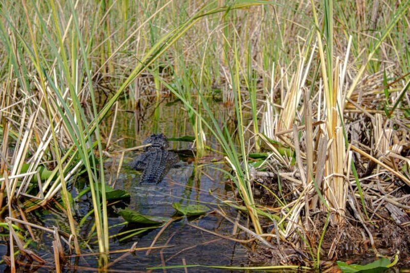 Everglades Airboat Tour from Miami w/ Park Entry & Transport - FAQs