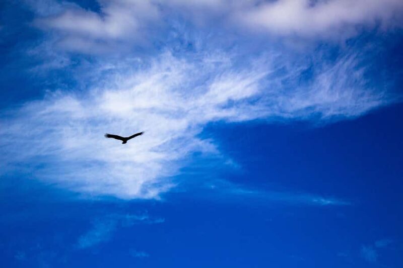 Everglades Airboat Tour from Miami w/ Park Entry & Transport - Final Thoughts