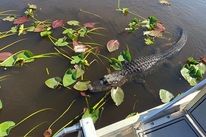 Everglades Airboat, Wildlife Experience and Photo - Frequently Asked Questions