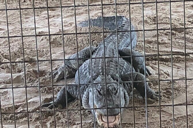 Everglades Alligator Airboat Adventure from Miami - A Deep Dive into the Everglades Alligator Airboat Adventure