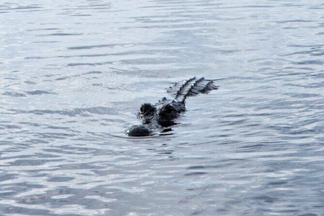 Everglades Alligator Airboat Tour with Bus transfer from Miami - A Detailed Look at the Everglades Airboat Tour Experience