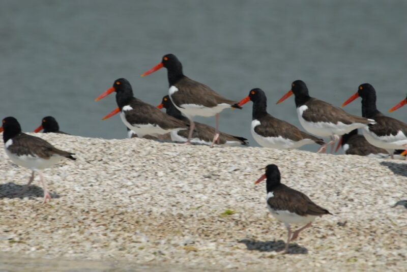Everglades: Birding, Wildlife, and Photography Expedition - Discover the Everglades: Birding, Wildlife, and Photography Expedition