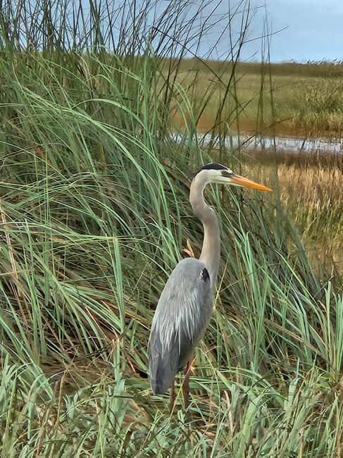 Everglades: boat tour with transportation& entrance included - Practical Tips for a Smooth Trip