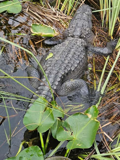Everglades: boat tour with transportation& entrance included - Who Should Book This Tour?