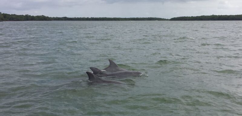 Everglades Day Safari from Sanibel, Fort Myers & Naples - A Thorough Look at the Everglades Day Safari