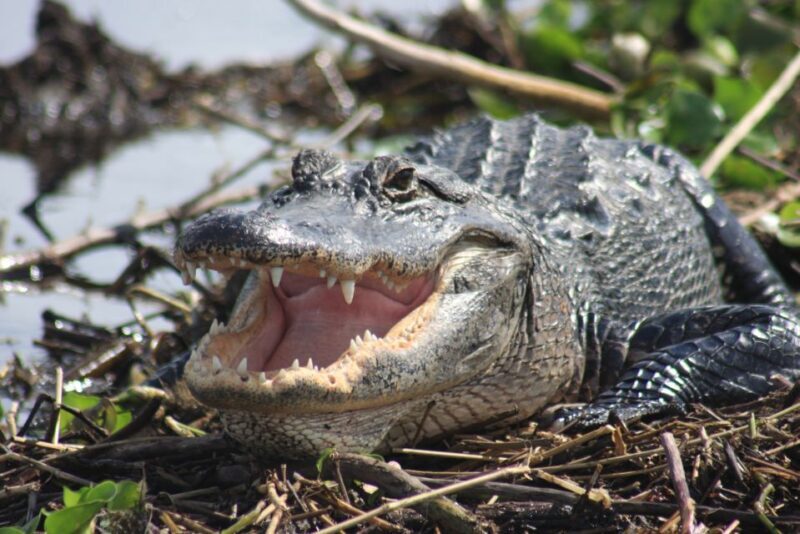 Everglades Day Safari from Sanibel, Fort Myers & Naples - Who Will Love This Tour?