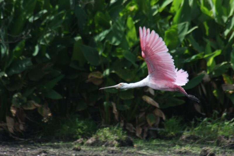 Everglades Day Safari from Sanibel, Fort Myers & Naples - Frequently Asked Questions