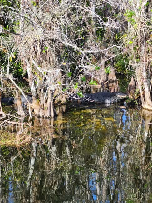 Everglades Eco Airboat Tour small group & top transportation - Final Thoughts