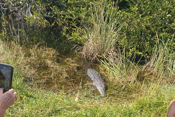 Everglades Eco Airboat Tour with Private Luxury Transportation - Key Points