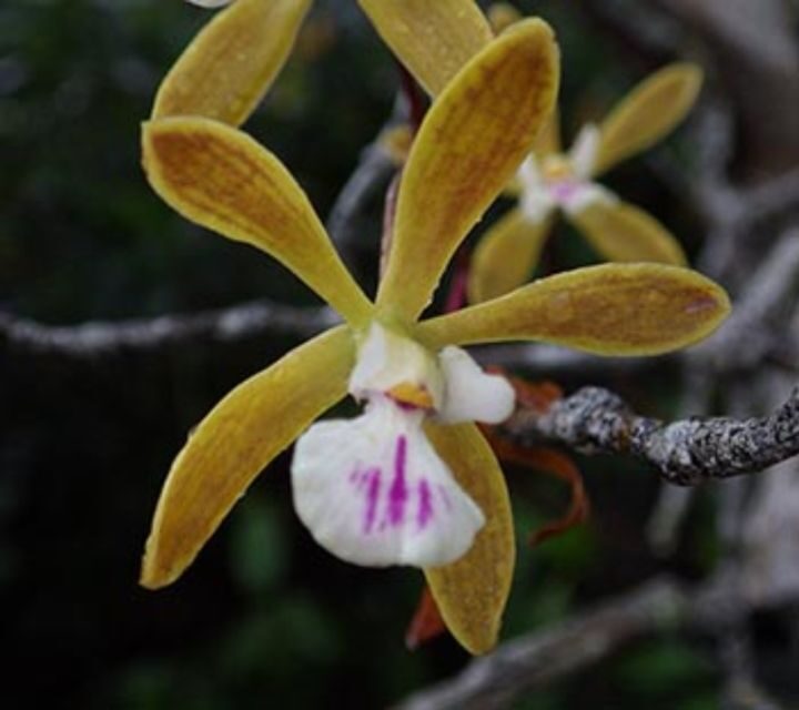 Everglades: Everglades Alligators and Orchids Kayak Eco Tour - Authentic Experiences and Honest Opinions