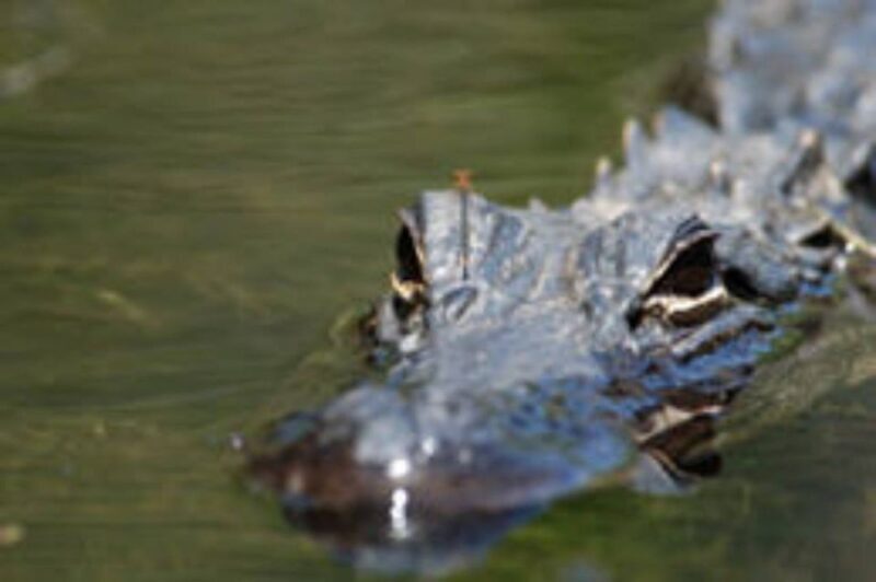 Everglades: Everglades Alligators and Orchids Kayak Eco Tour - FAQ