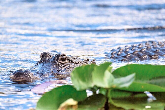 Everglades Holiday Park Airboat Tours & Rides - Key Points