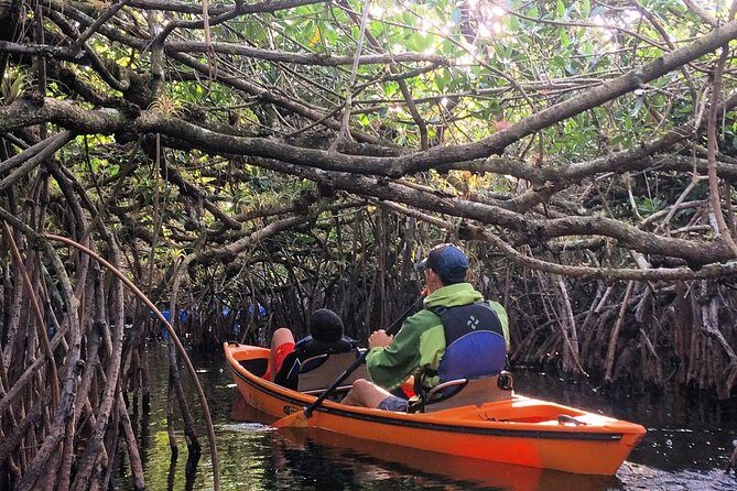 Everglades Kayak Safari Adventure Through Mangrove Tunnels - Everglades Kayak Safari Adventure Through Mangrove Tunnels: A Natural Encounter